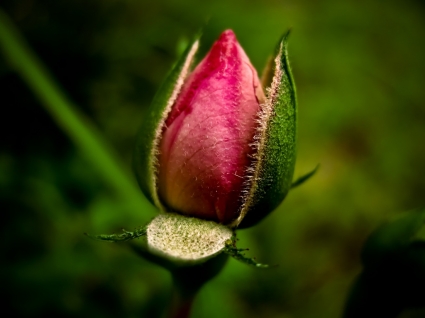 Blooming Rose Wallpaper Flowers Nature