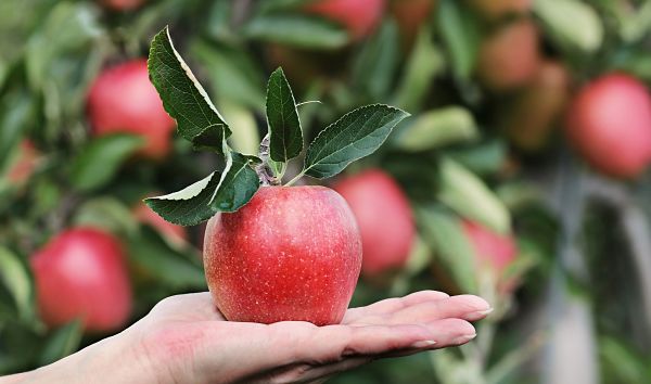 ripe apple in woman's hand