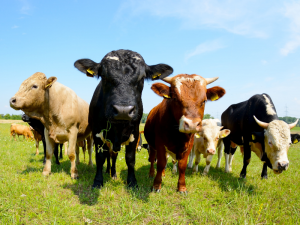 cattle on a farm