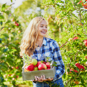 teacher with apples